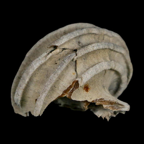 2" Ecphora Gardnerae Gastropod Fossil Shell Lee Creek Miocene Epoch North Carolina - Fossil Age Minerals