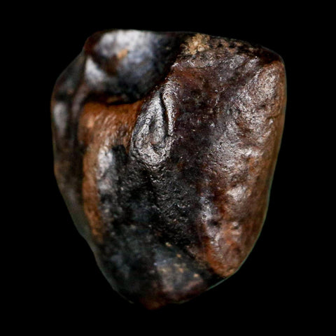 0.6" Triceratops Fossil Tooth Lance Creek FM Cretaceous Dinosaur WY COA Display