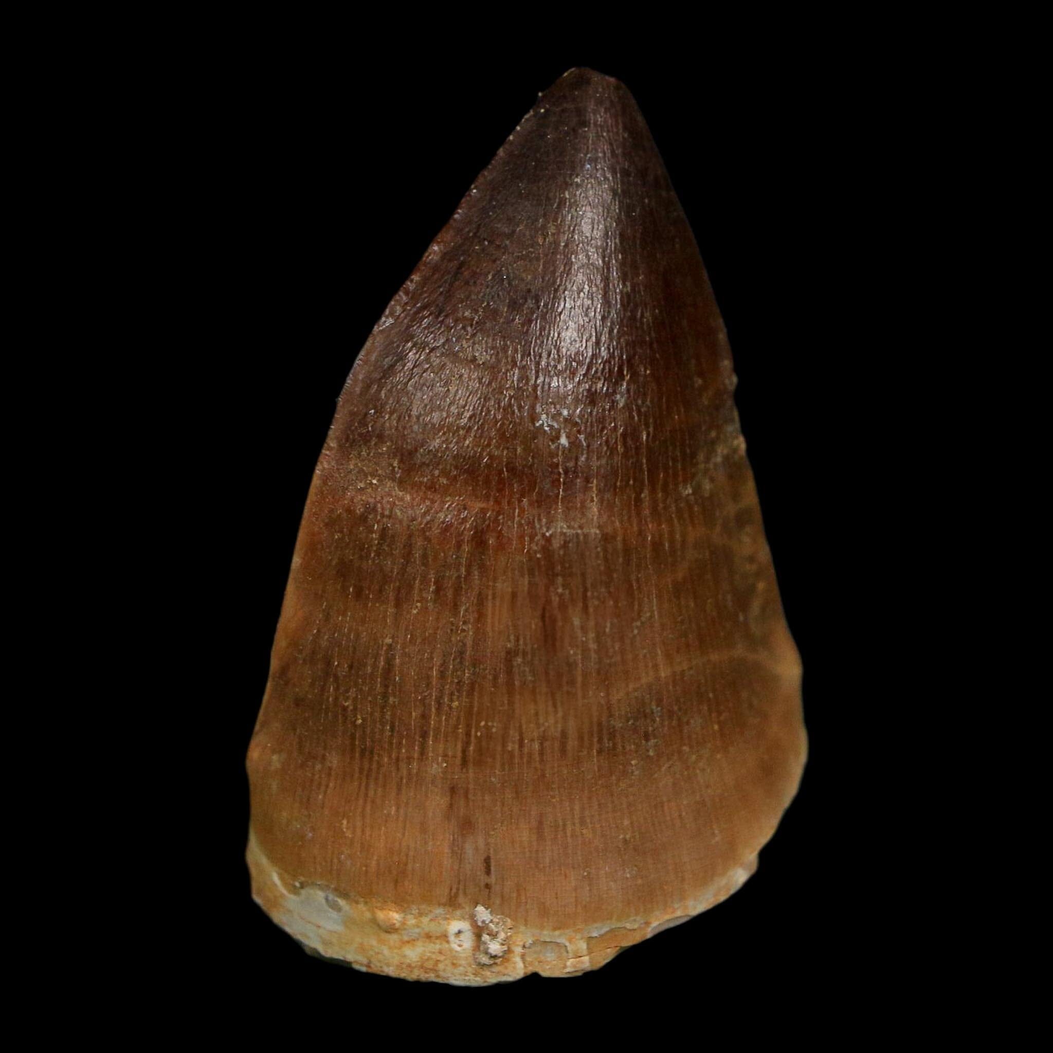 1.8" Mosasaur Prognathodon Fossil Tooth Cretaceous Dinosaur Era COA Stand - Fossil Age Minerals