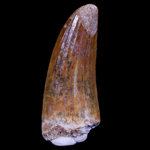 1.4" Suchomimus Fossil Tooth Cretaceous Spinosaurid Dinosaur Elraz FM Niger COA - Fossil Age Minerals