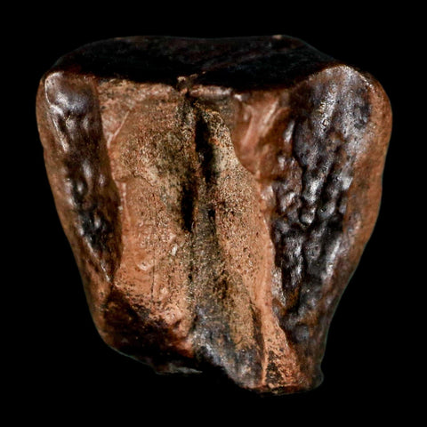 0.6" Triceratops Fossil Tooth Lance Creek FM Cretaceous Dinosaur WY COA Display