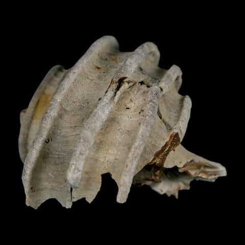 2" Ecphora Gardnerae Gastropod Fossil Shell Lee Creek Miocene Epoch North Carolina - Fossil Age Minerals