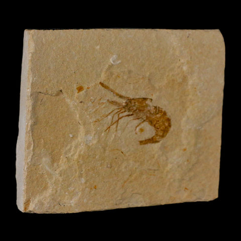 1.3" Fossil Shrimp Carpopenaeus Cretaceous Age 100 Mil Yrs Old Lebanon COA - Fossil Age Minerals