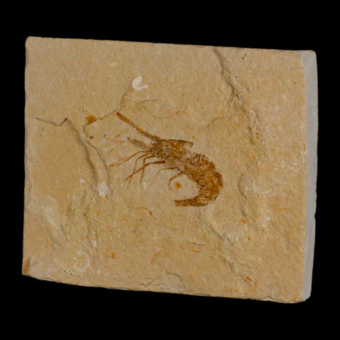 1.3" Fossil Shrimp Carpopenaeus Cretaceous Age 100 Mil Yrs Old Lebanon COA - Fossil Age Minerals