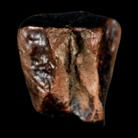 0.6" Triceratops Fossil Tooth Lance Creek FM Cretaceous Dinosaur WY COA Display