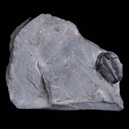 1.1" Elrathia Kingi Trilobite Fossil In Matrix House Range Utah Cambrian Age COA