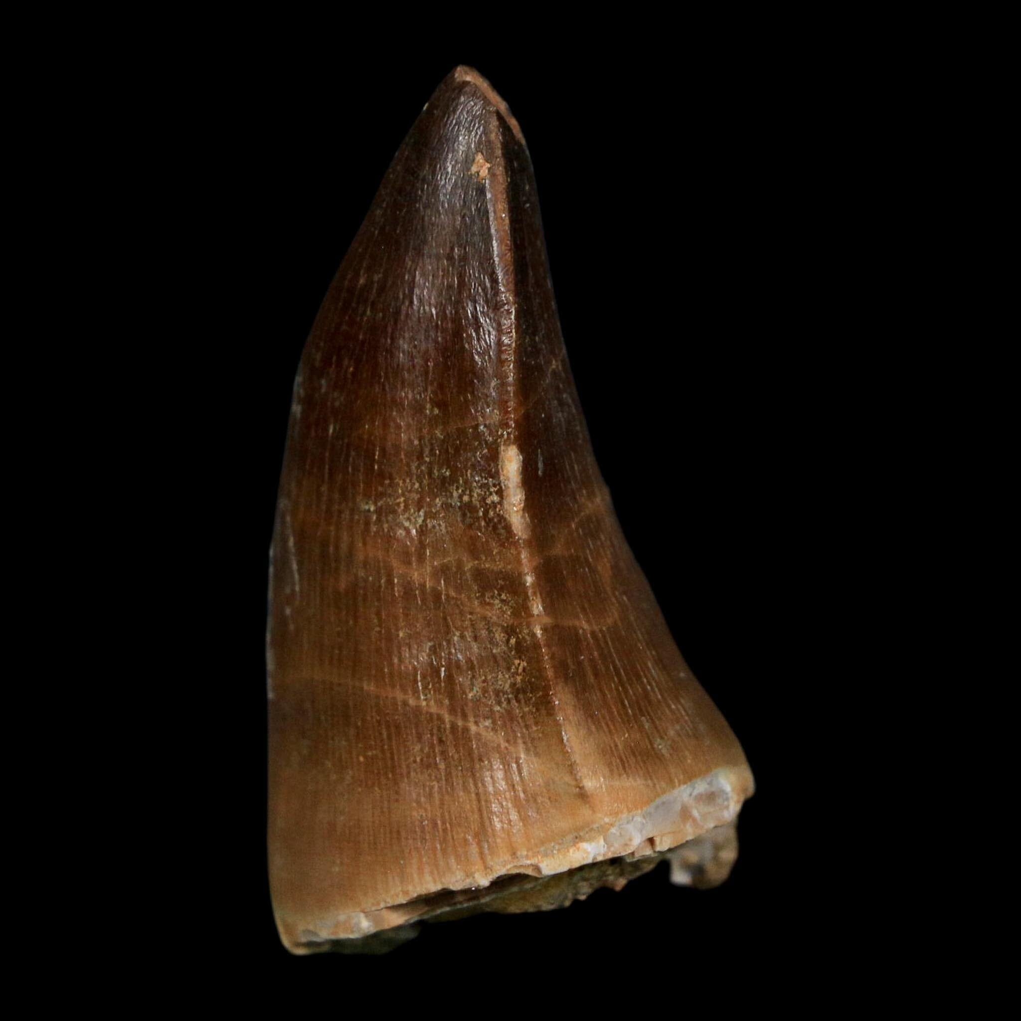 1.8" Mosasaur Prognathodon Fossil Tooth Cretaceous Dinosaur Era COA Stand - Fossil Age Minerals