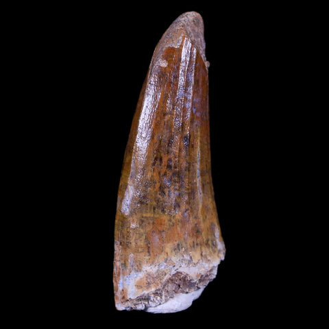 1.4" Suchomimus Fossil Tooth Cretaceous Spinosaurid Dinosaur Elraz FM Niger COA - Fossil Age Minerals