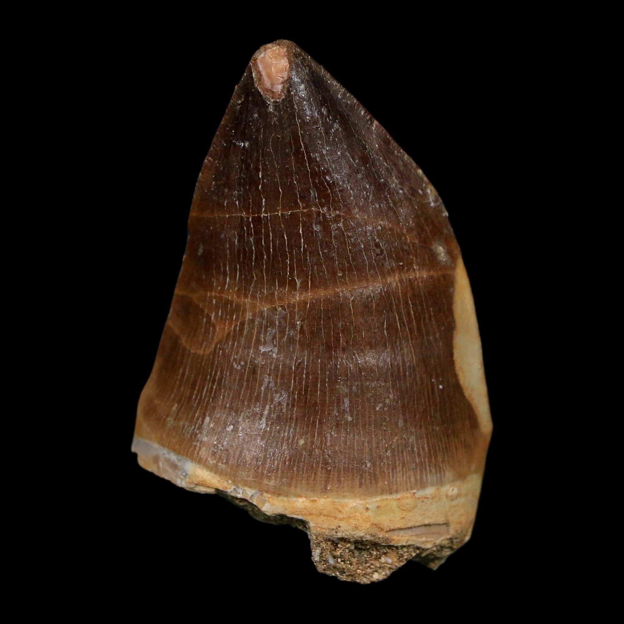 1.8" Mosasaur Prognathodon Fossil Tooth Cretaceous Dinosaur Era COA Stand - Fossil Age Minerals