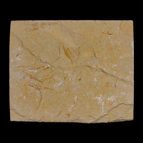 1.3" Fossil Shrimp Carpopenaeus Cretaceous Age 100 Mil Yrs Old Lebanon COA - Fossil Age Minerals