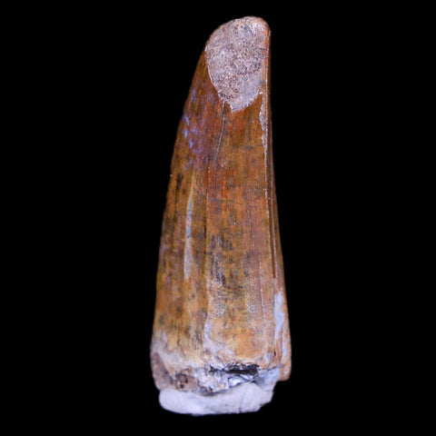 1.4" Suchomimus Fossil Tooth Cretaceous Spinosaurid Dinosaur Elraz FM Niger COA - Fossil Age Minerals