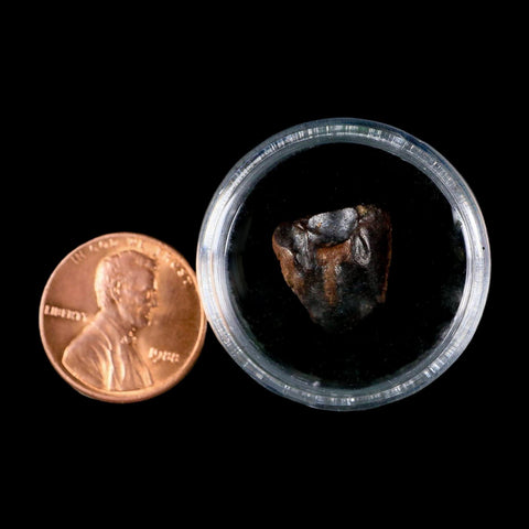 0.6" Triceratops Fossil Tooth Lance Creek FM Cretaceous Dinosaur WY COA Display