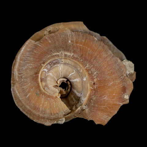 1.6" Ecphora Gardnerae Gastropod Fossil Shell Lee Creek Miocene Epoch North Carolina - Fossil Age Minerals