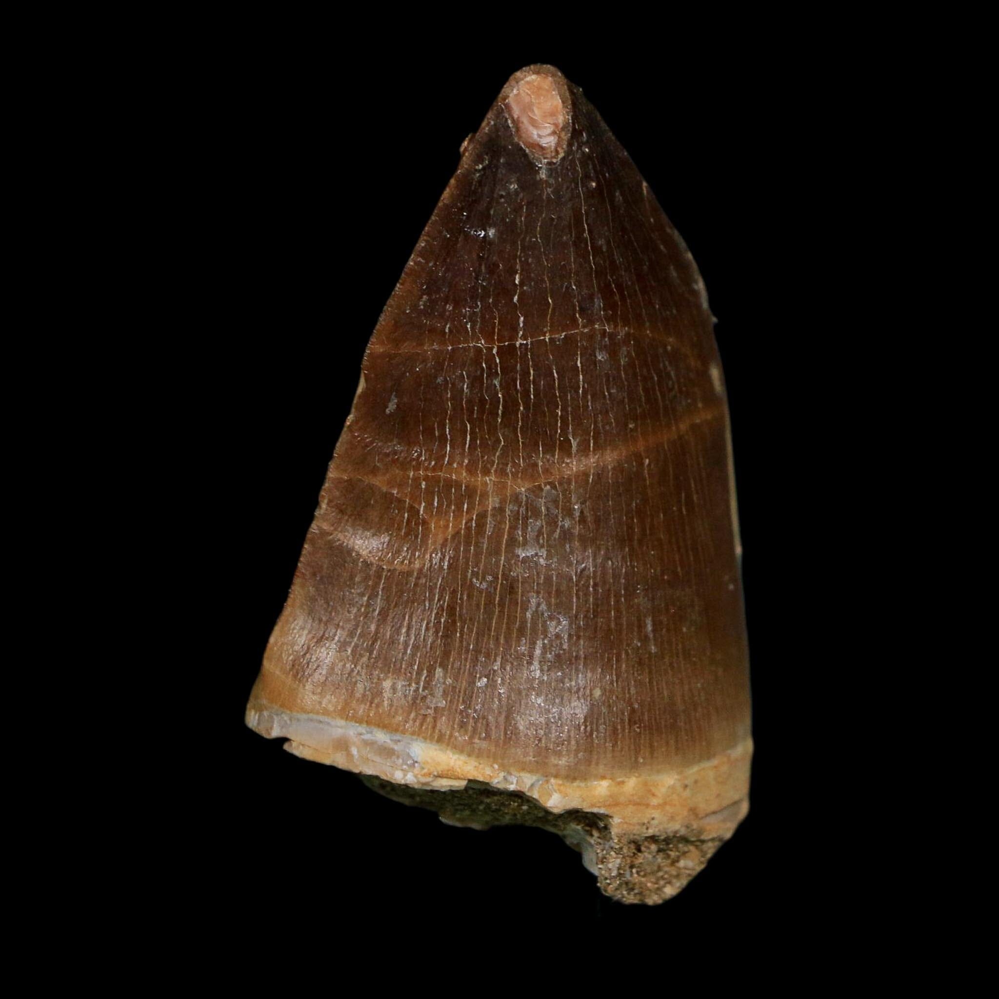 1.8" Mosasaur Prognathodon Fossil Tooth Cretaceous Dinosaur Era COA Stand - Fossil Age Minerals