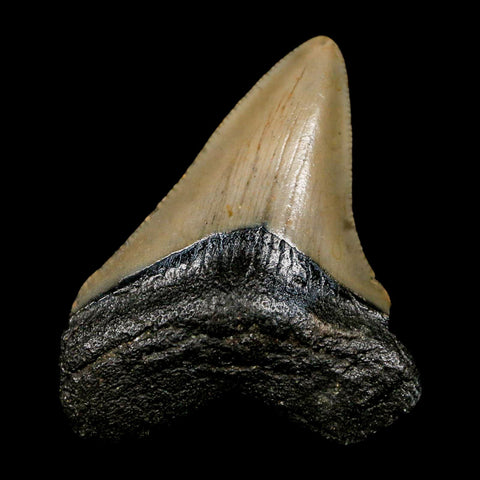2.3" Quality Megalodon Shark Tooth Serrated Fossil Natural Miocene Age COA