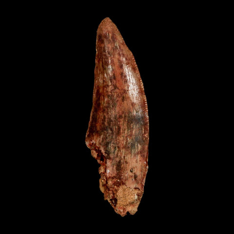 1.6" Carcharodontosaurus Serrated Fossil Tooth Cretaceous Theropod Dinosaur COA