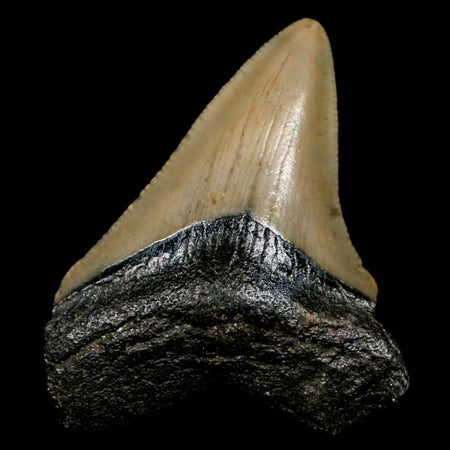 2.3" Quality Megalodon Shark Tooth Serrated Fossil Natural Miocene Age COA