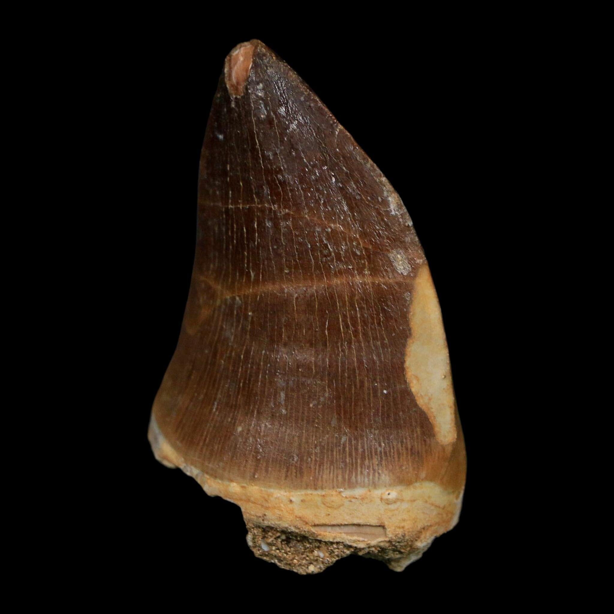 1.8" Mosasaur Prognathodon Fossil Tooth Cretaceous Dinosaur Era COA Stand - Fossil Age Minerals