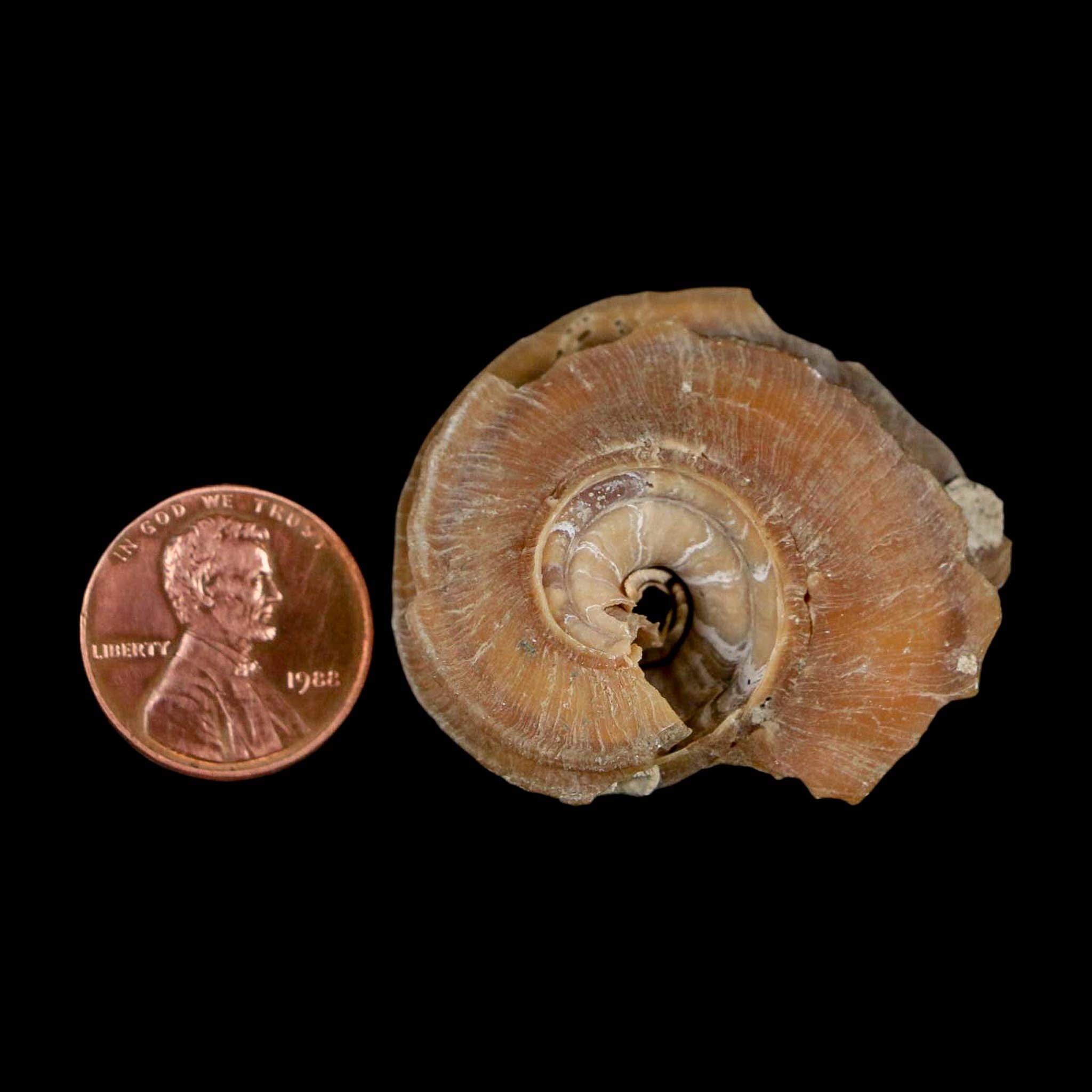 1.6" Ecphora Gardnerae Gastropod Fossil Shell Lee Creek Miocene Epoch North Carolina - Fossil Age Minerals