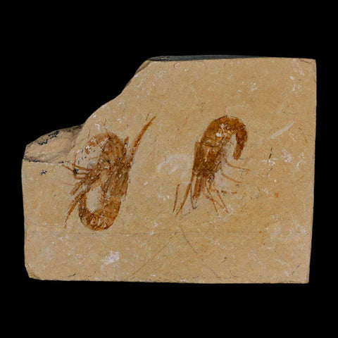 2 Two Fossil Shrimp Carpopenaeus Cretaceous Age 100 Mil Yrs Old Lebanon COA - Fossil Age Minerals