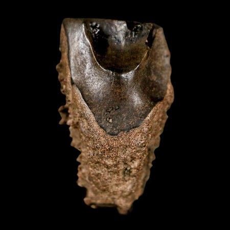 XL 0.8" Triceratops Fossil Tooth Lance Creek FM Cretaceous Dinosaur WY COA Display