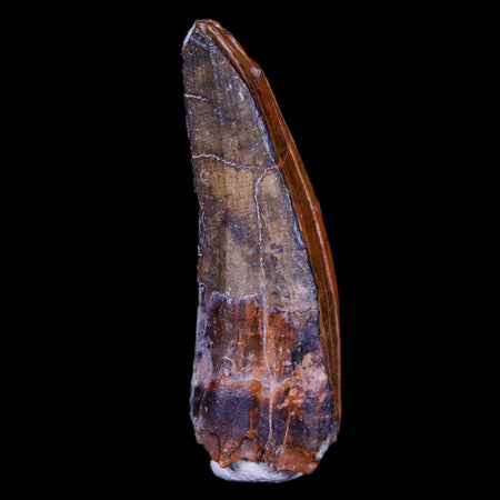 1.5" Suchomimus Fossil Tooth Cretaceous Spinosaurid Dinosaur Elraz FM Niger COA