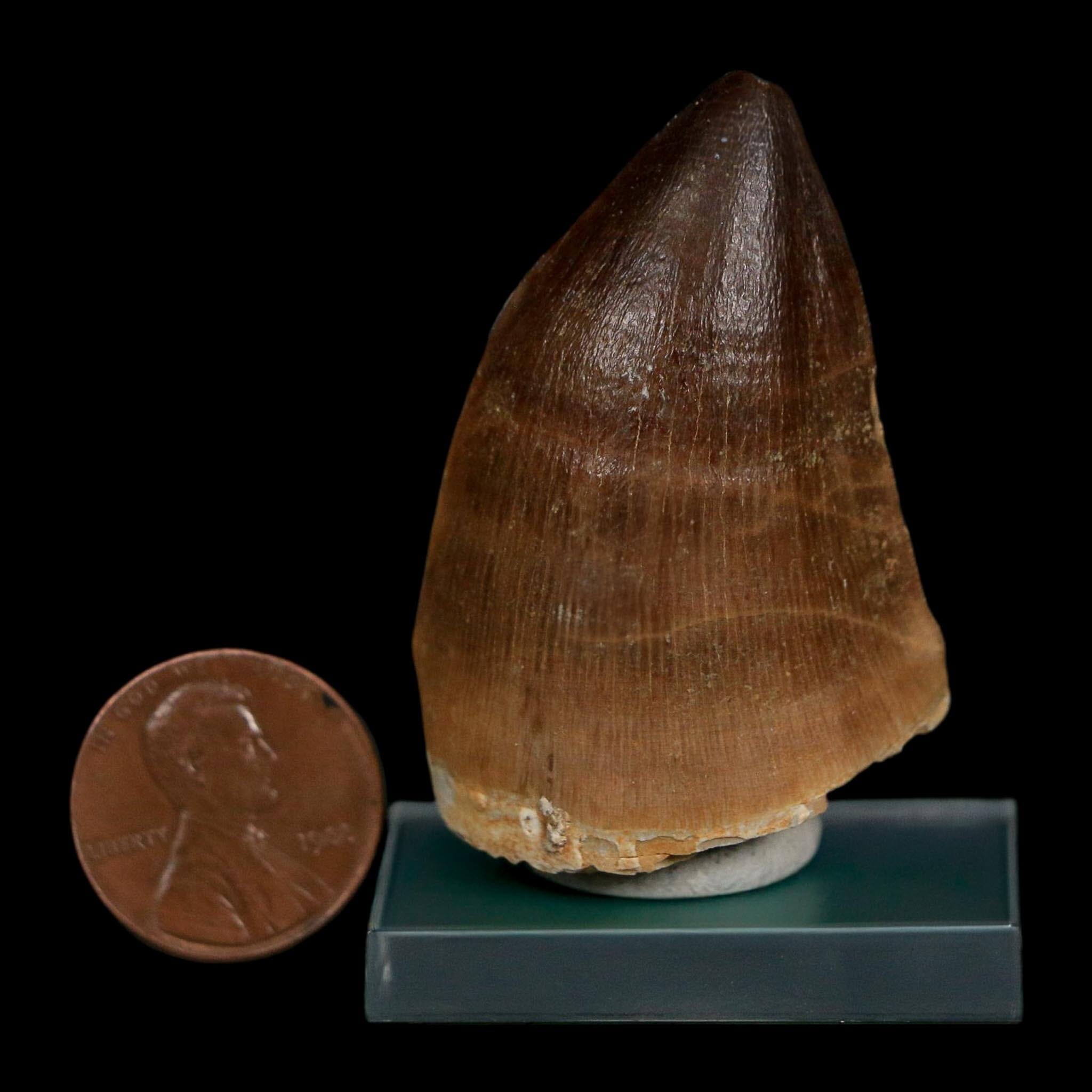 1.8" Mosasaur Prognathodon Fossil Tooth Cretaceous Dinosaur Era COA Stand - Fossil Age Minerals