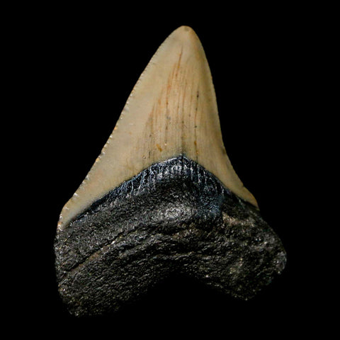 2.3" Quality Megalodon Shark Tooth Serrated Fossil Natural Miocene Age COA