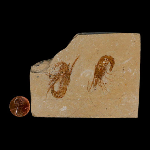 2 Two Fossil Shrimp Carpopenaeus Cretaceous Age 100 Mil Yrs Old Lebanon COA - Fossil Age Minerals