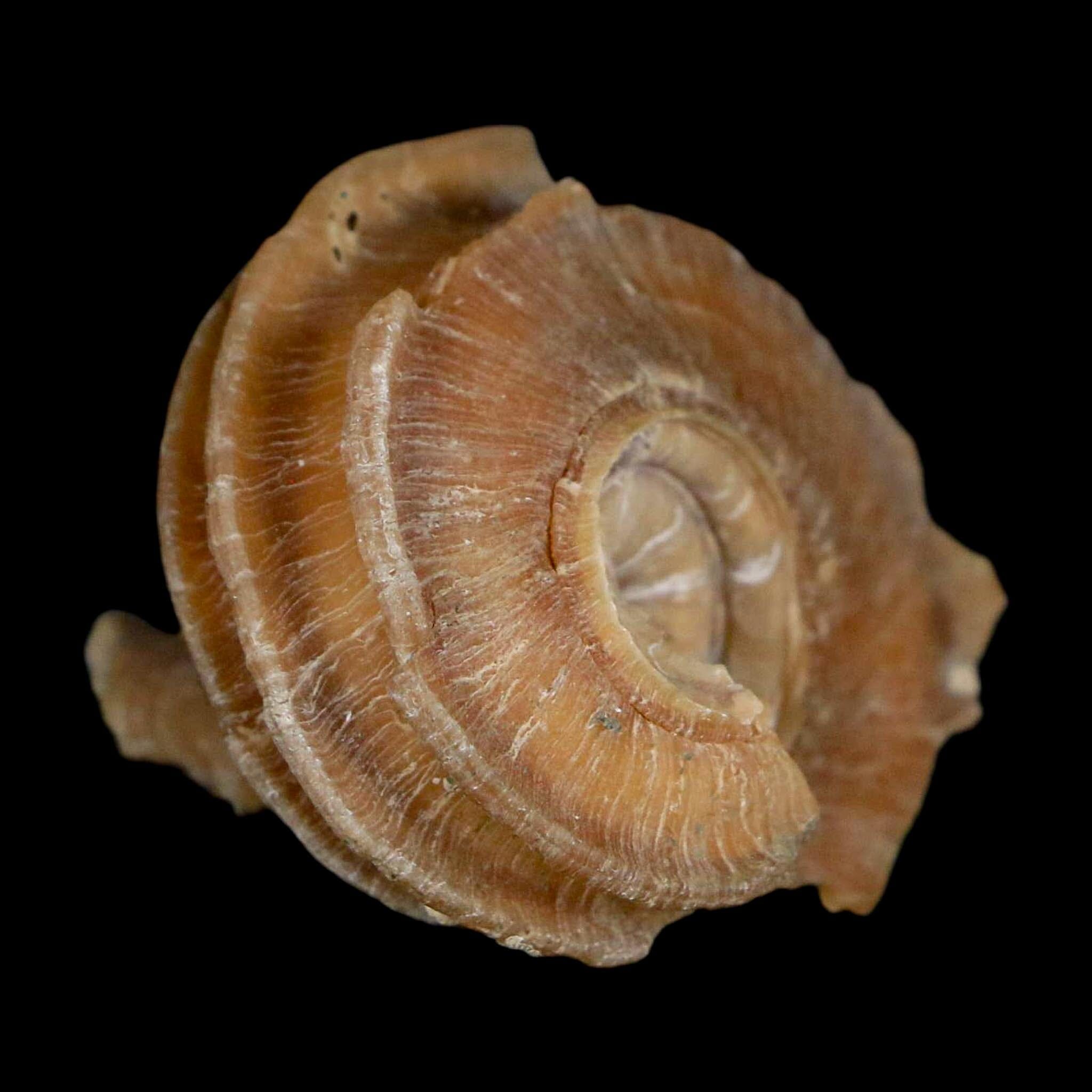 1.6" Ecphora Gardnerae Gastropod Fossil Shell Lee Creek Miocene Epoch North Carolina - Fossil Age Minerals