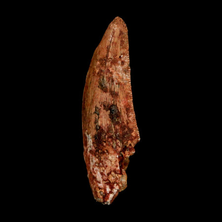 1.6" Carcharodontosaurus Serrated Fossil Tooth Cretaceous Theropod Dinosaur COA