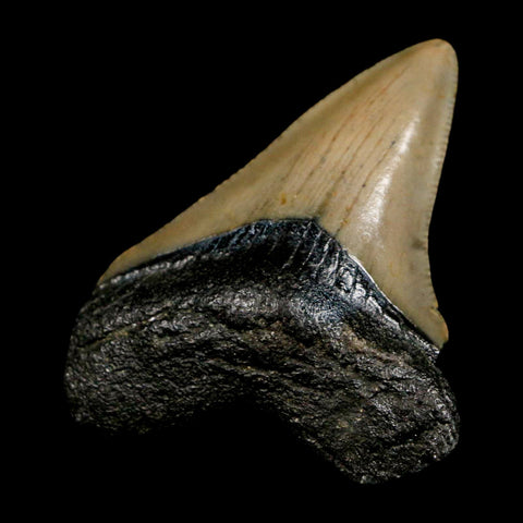 2.3" Quality Megalodon Shark Tooth Serrated Fossil Natural Miocene Age COA