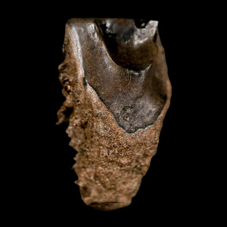 XL 0.8" Triceratops Fossil Tooth Lance Creek FM Cretaceous Dinosaur WY COA Display