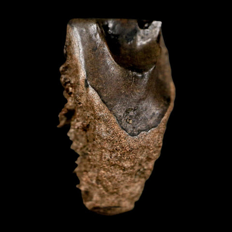 XL 0.8" Triceratops Fossil Tooth Lance Creek FM Cretaceous Dinosaur WY COA Display