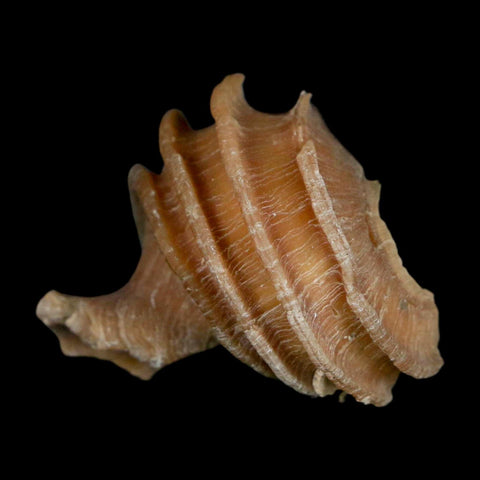 1.6" Ecphora Gardnerae Gastropod Fossil Shell Lee Creek Miocene Epoch North Carolina - Fossil Age Minerals