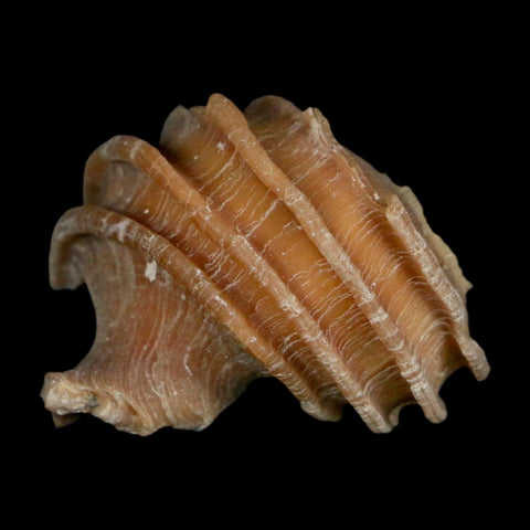 1.6" Ecphora Gardnerae Gastropod Fossil Shell Lee Creek Miocene Epoch North Carolina - Fossil Age Minerals
