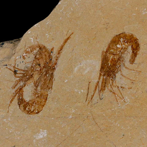 2 Two Fossil Shrimp Carpopenaeus Cretaceous Age 100 Mil Yrs Old Lebanon COA - Fossil Age Minerals