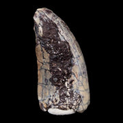 1.6" Afrovenator Fossil Tooth Tiouraren FM Tenere Desert Niger Jurassic Dinosaur
