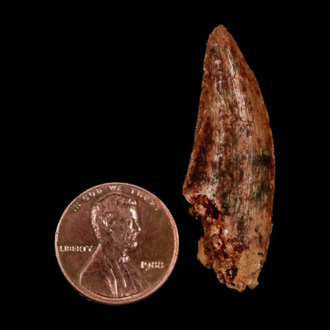 1.6" Carcharodontosaurus Serrated Fossil Tooth Cretaceous Theropod Dinosaur COA