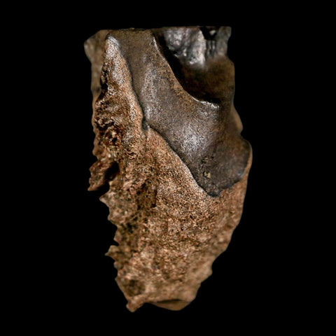 XL 0.8" Triceratops Fossil Tooth Lance Creek FM Cretaceous Dinosaur WY COA Display