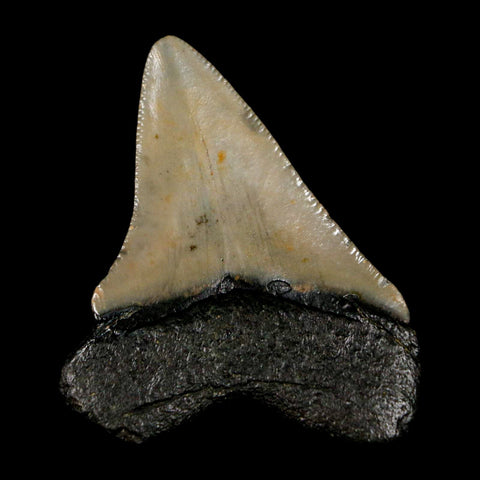 2.3" Quality Megalodon Shark Tooth Serrated Fossil Natural Miocene Age COA