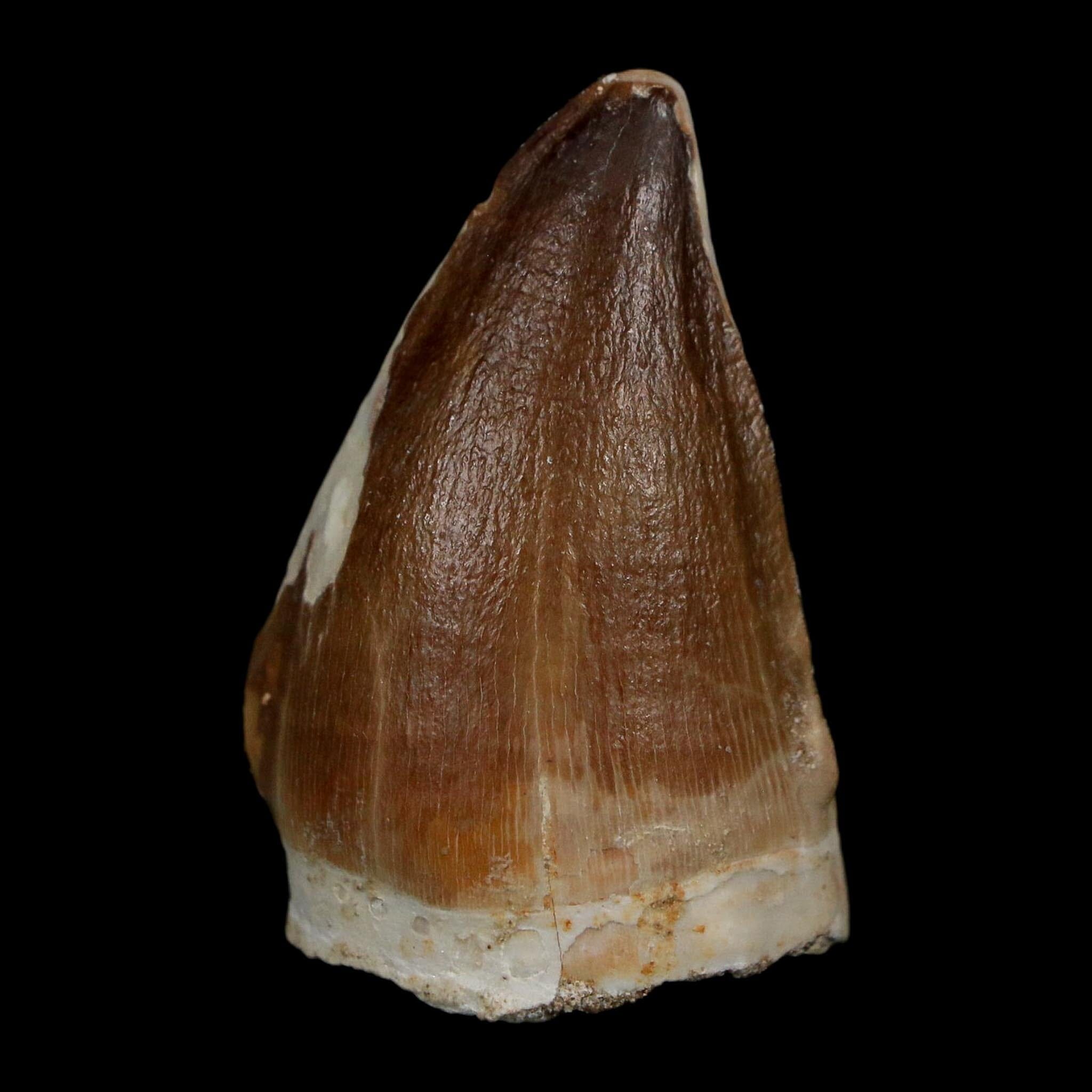 1.8" Mosasaur Prognathodon Fossil Tooth Cretaceous Dinosaur Era COA Stand - Fossil Age Minerals