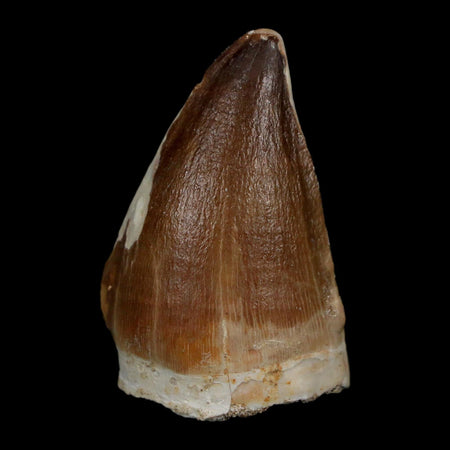1.8" Mosasaur Prognathodon Fossil Tooth Cretaceous Dinosaur Era COA Stand