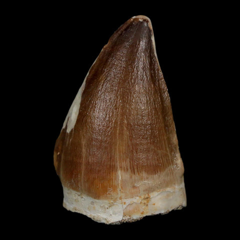 1.8" Mosasaur Prognathodon Fossil Tooth Cretaceous Dinosaur Era COA Stand
