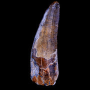 1.5" Suchomimus Fossil Tooth Cretaceous Spinosaurid Dinosaur Elraz FM Niger COA