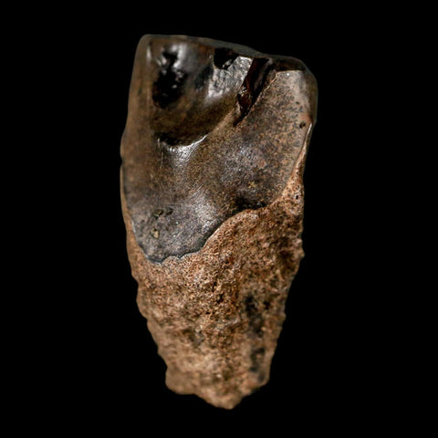 XL 0.8" Triceratops Fossil Tooth Lance Creek FM Cretaceous Dinosaur WY COA Display