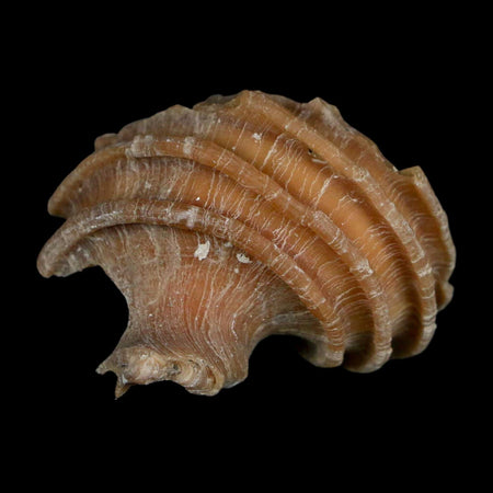 1.6" Ecphora Gardnerae Gastropod Fossil Shell Lee Creek Miocene Epoch North Carolina
