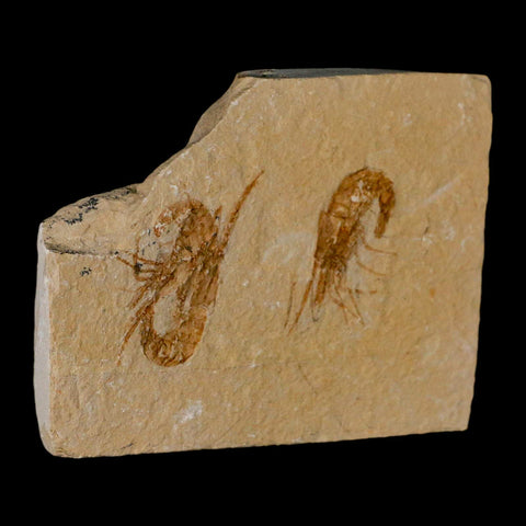 2 Two Fossil Shrimp Carpopenaeus Cretaceous Age 100 Mil Yrs Old Lebanon COA - Fossil Age Minerals