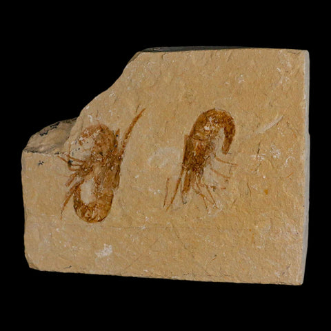 2 Two Fossil Shrimp Carpopenaeus Cretaceous Age 100 Mil Yrs Old Lebanon COA - Fossil Age Minerals