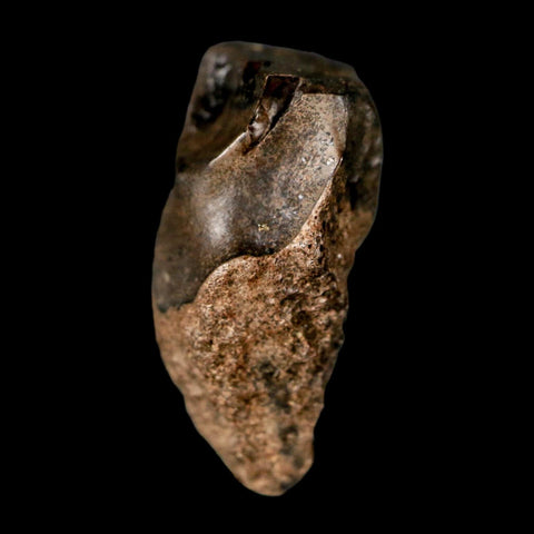 XL 0.8" Triceratops Fossil Tooth Lance Creek FM Cretaceous Dinosaur WY COA Display